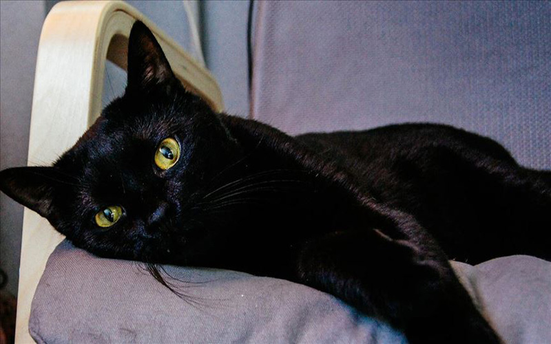 Mơ thấy con mèo đen